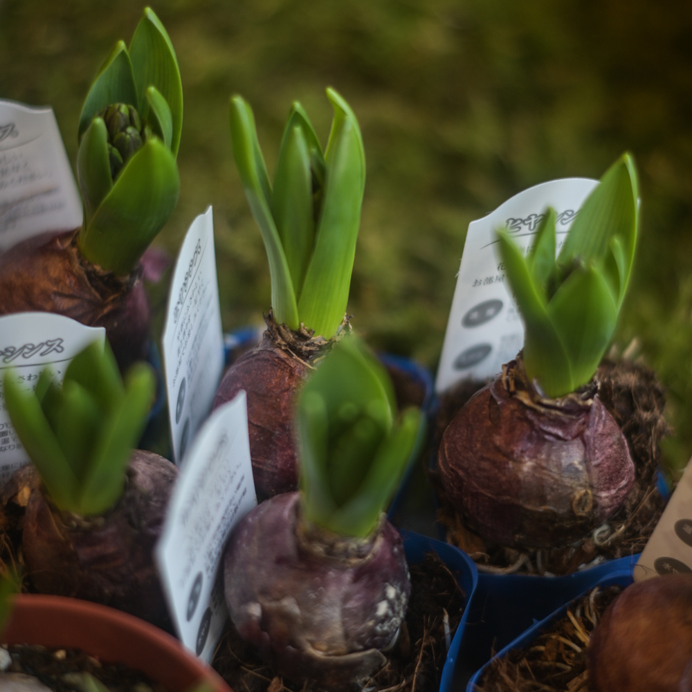 フラワーギフトブーケ・花束の写真